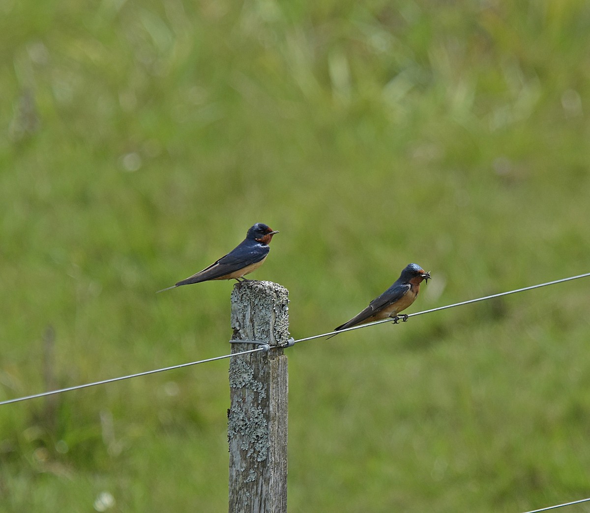 Ластівка сільська - ML644656962