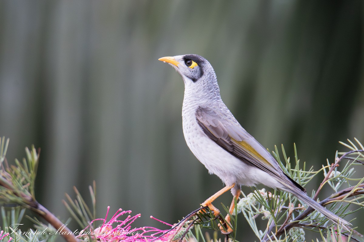 medosavka hlučná - ML644656969