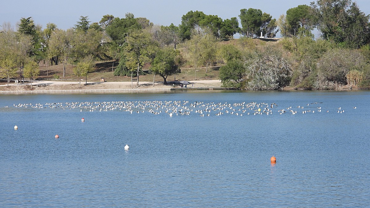 Lesser Black-backed Gull - ML644656970