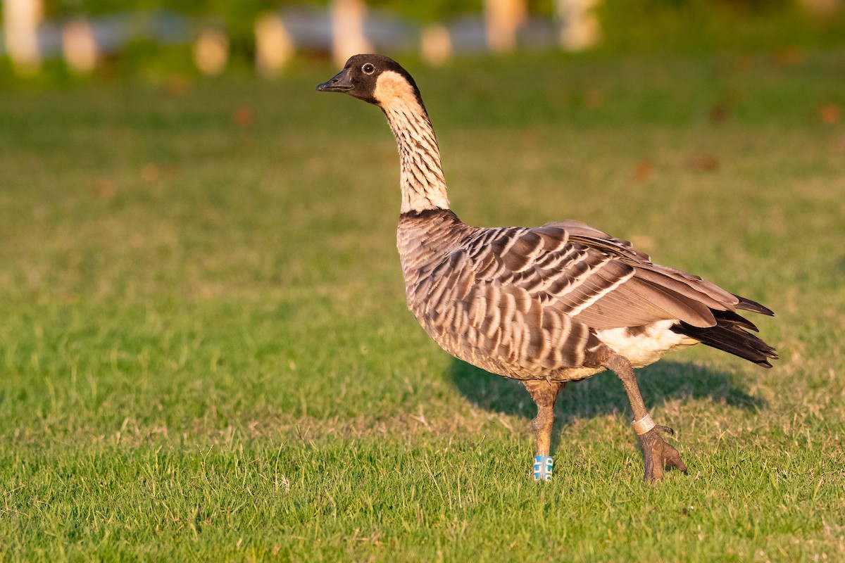 ハワイガン - ML644656973