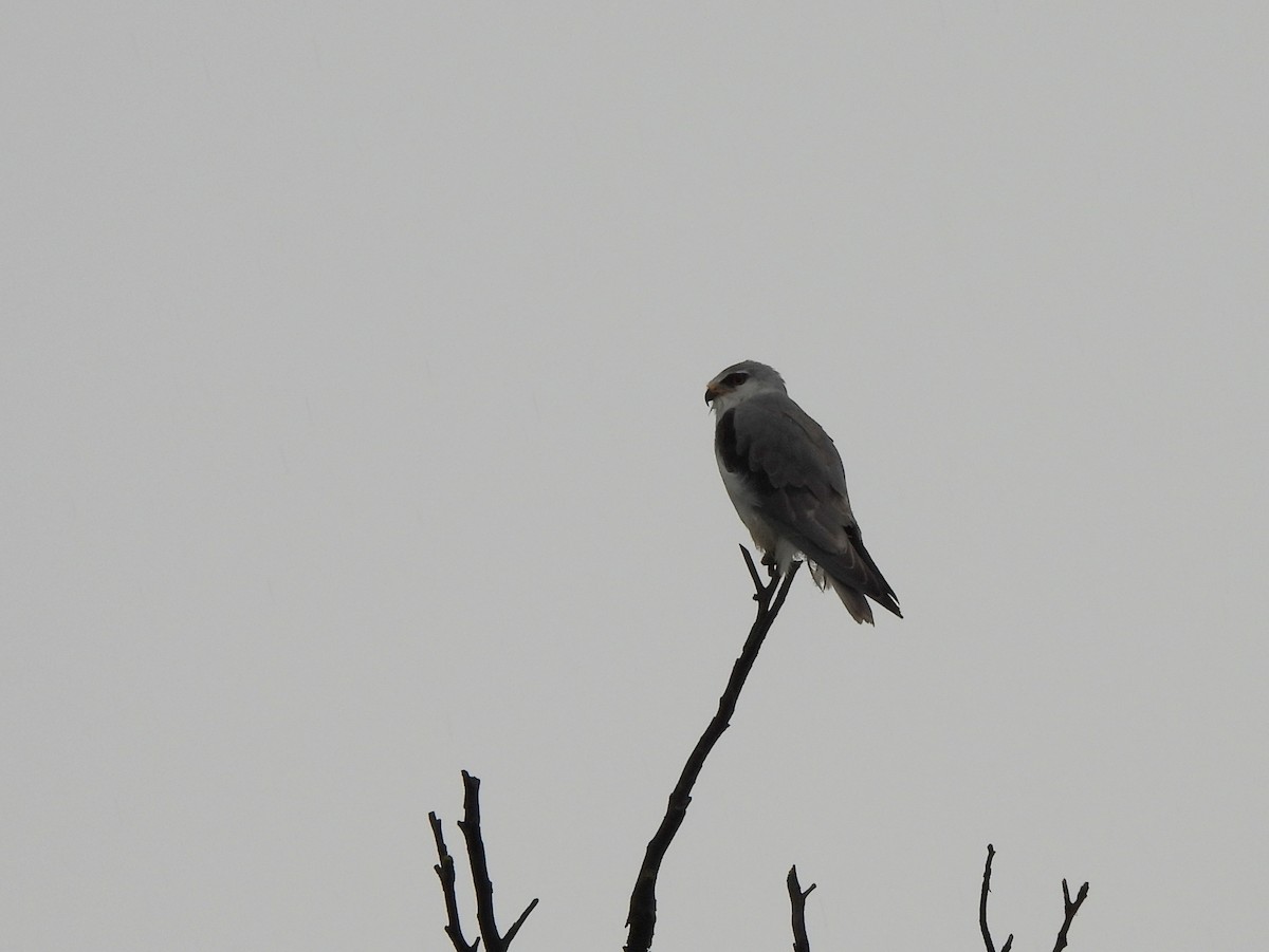 Nibbio bianco - ML644656976