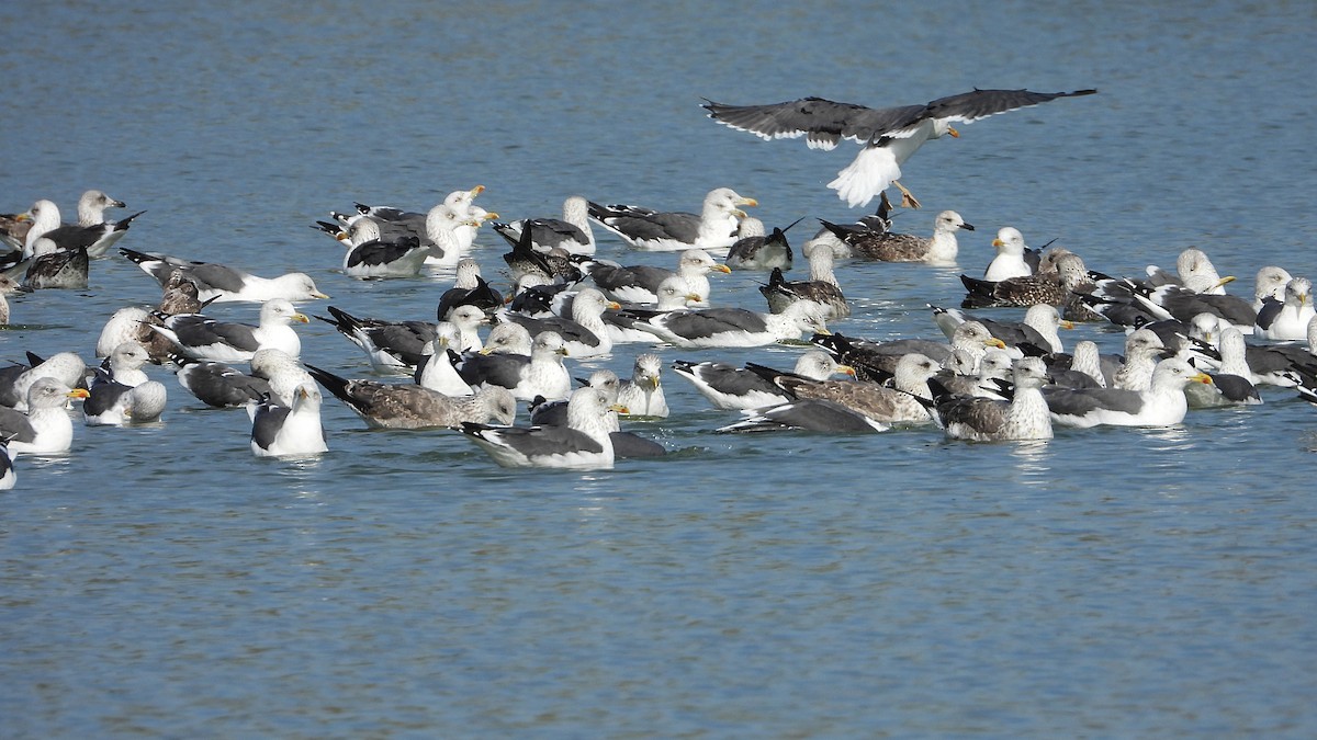 Lesser Black-backed Gull - ML644656977