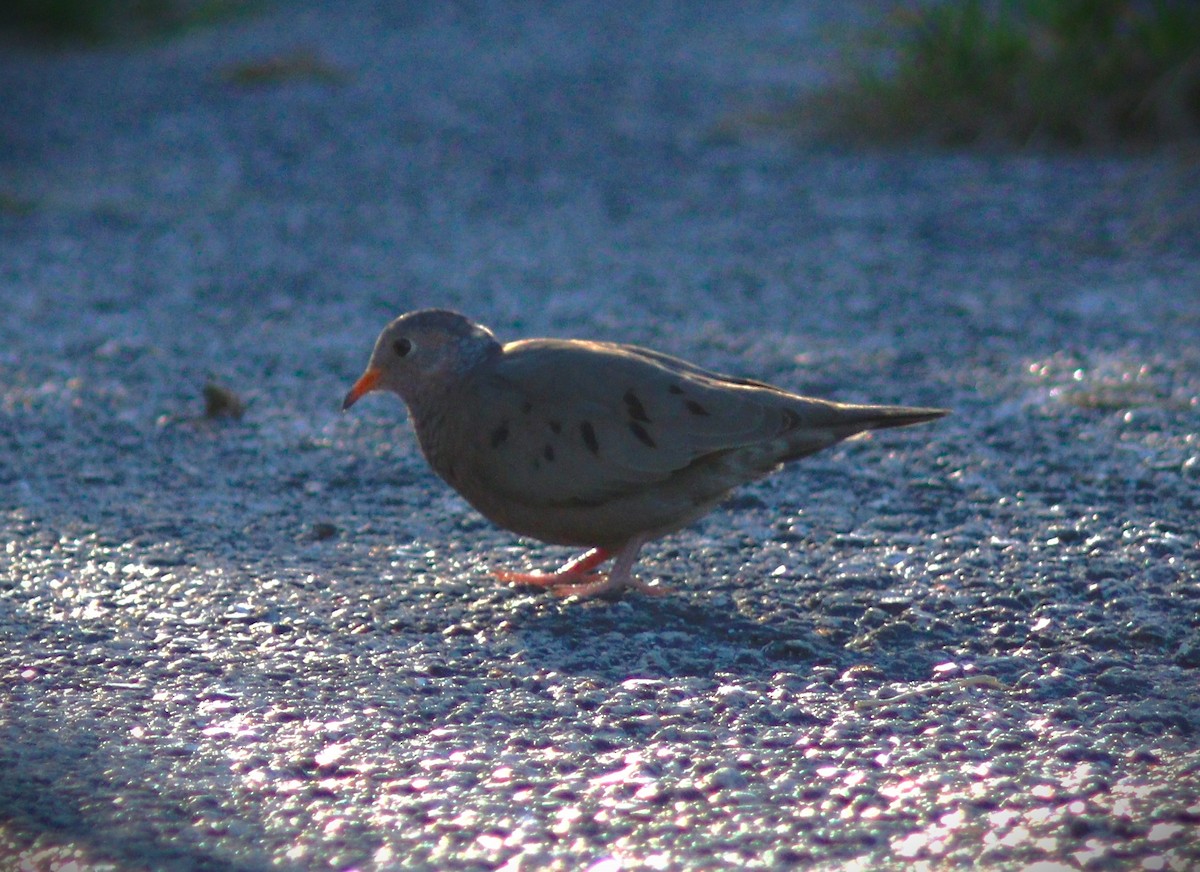 Common Ground Dove - ML644656980