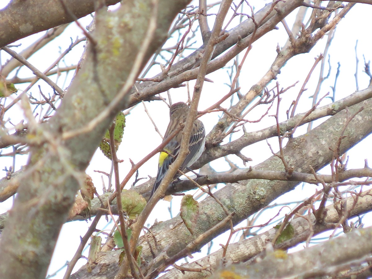 Yellow-rumped Warbler - ML644656997