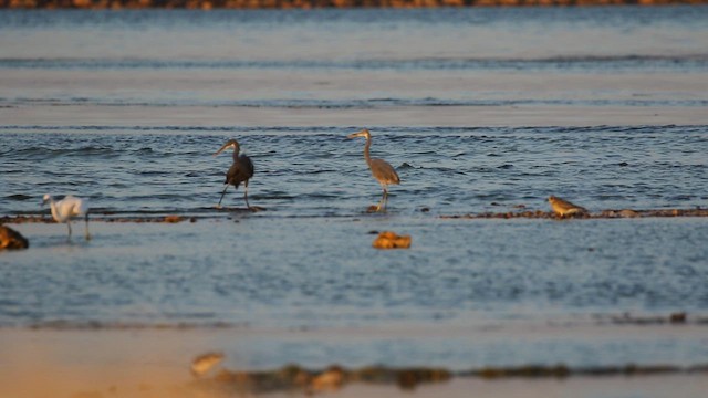 アフリカクロサギ - ML644656998