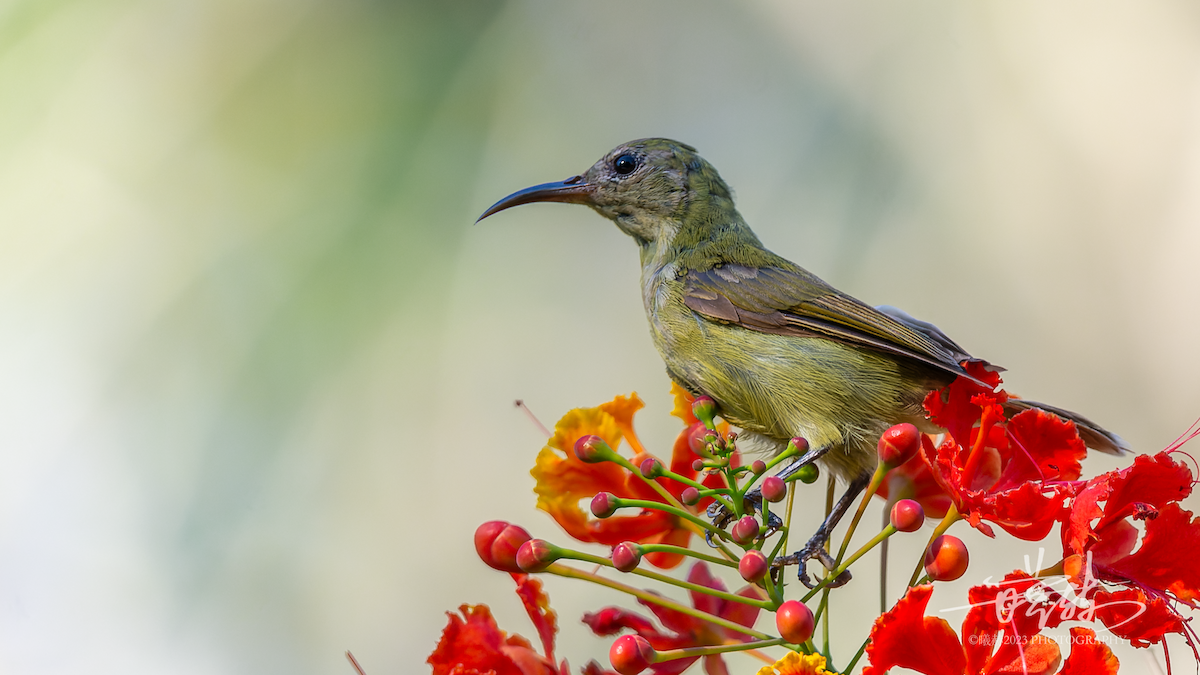 strdimil karmínovoprsý - ML644656999