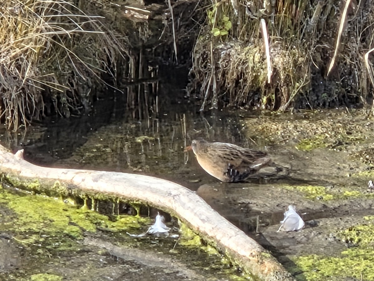 Пастушок віргінський - ML644657003