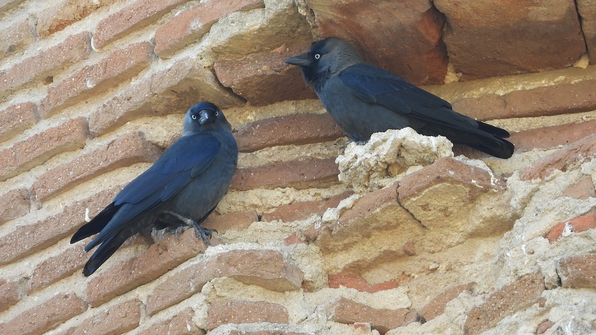 Taccola - ML644657006