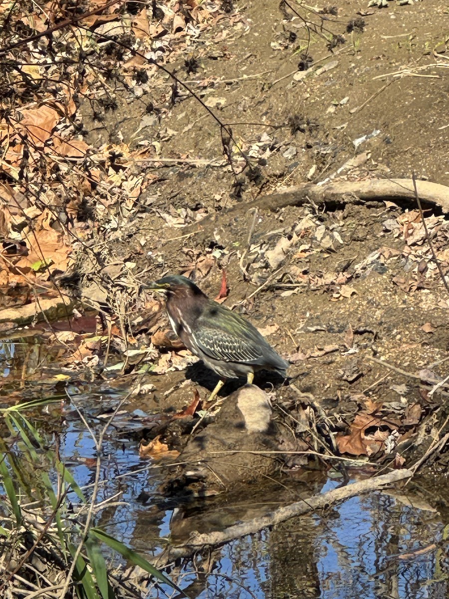 Green Heron - ML644657009