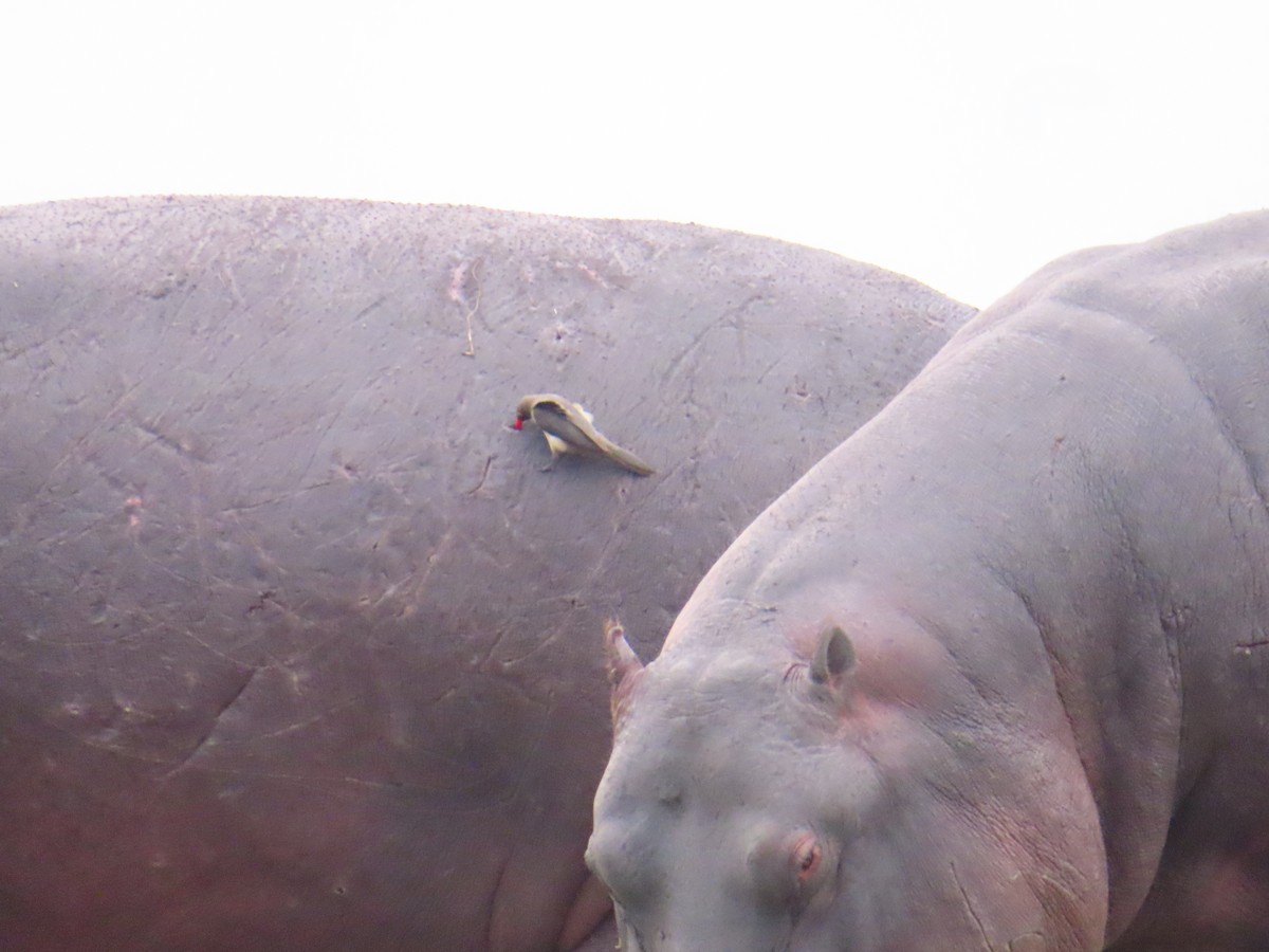 Picabueyes Piquirrojo - ML644657010