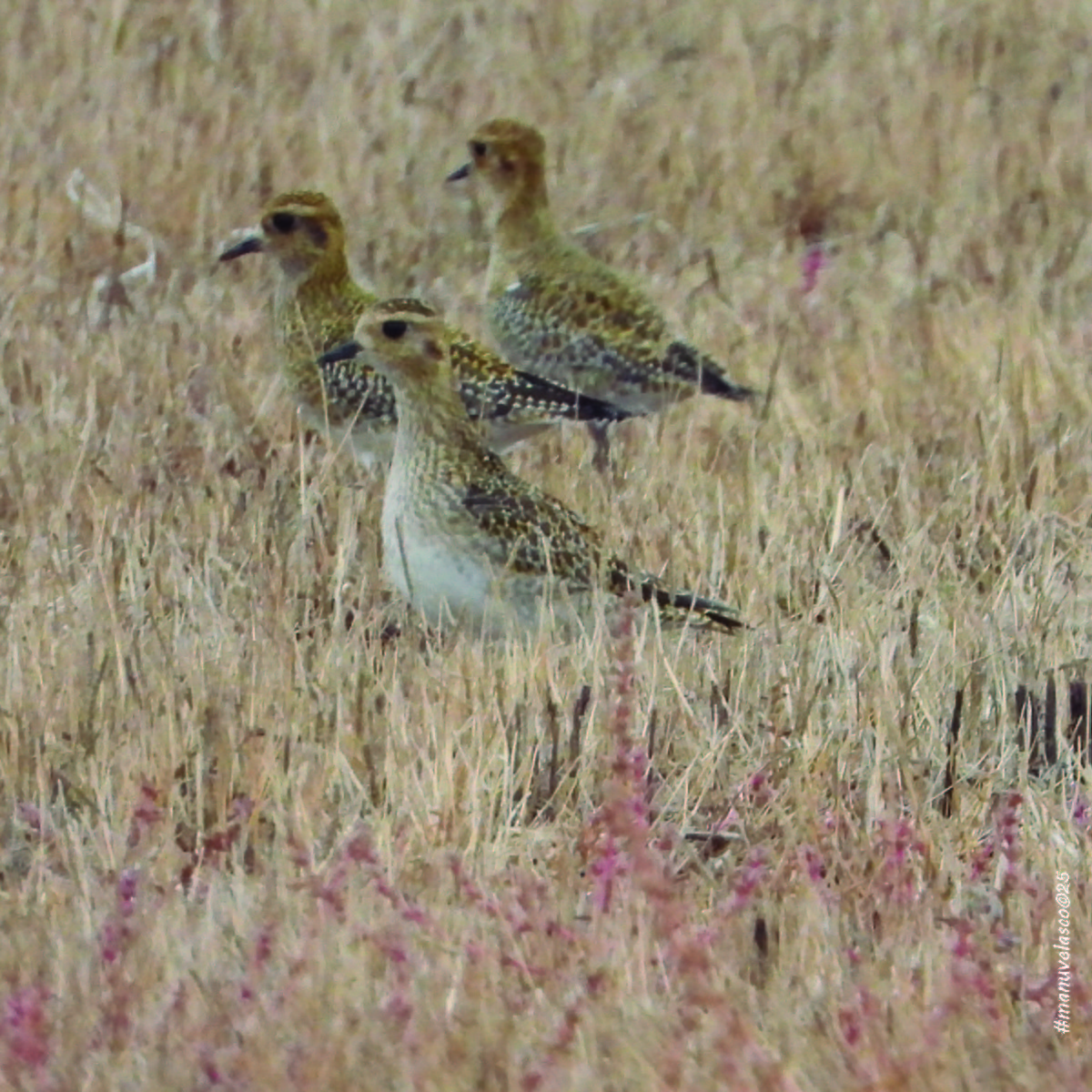 European Golden-Plover - ML644657012