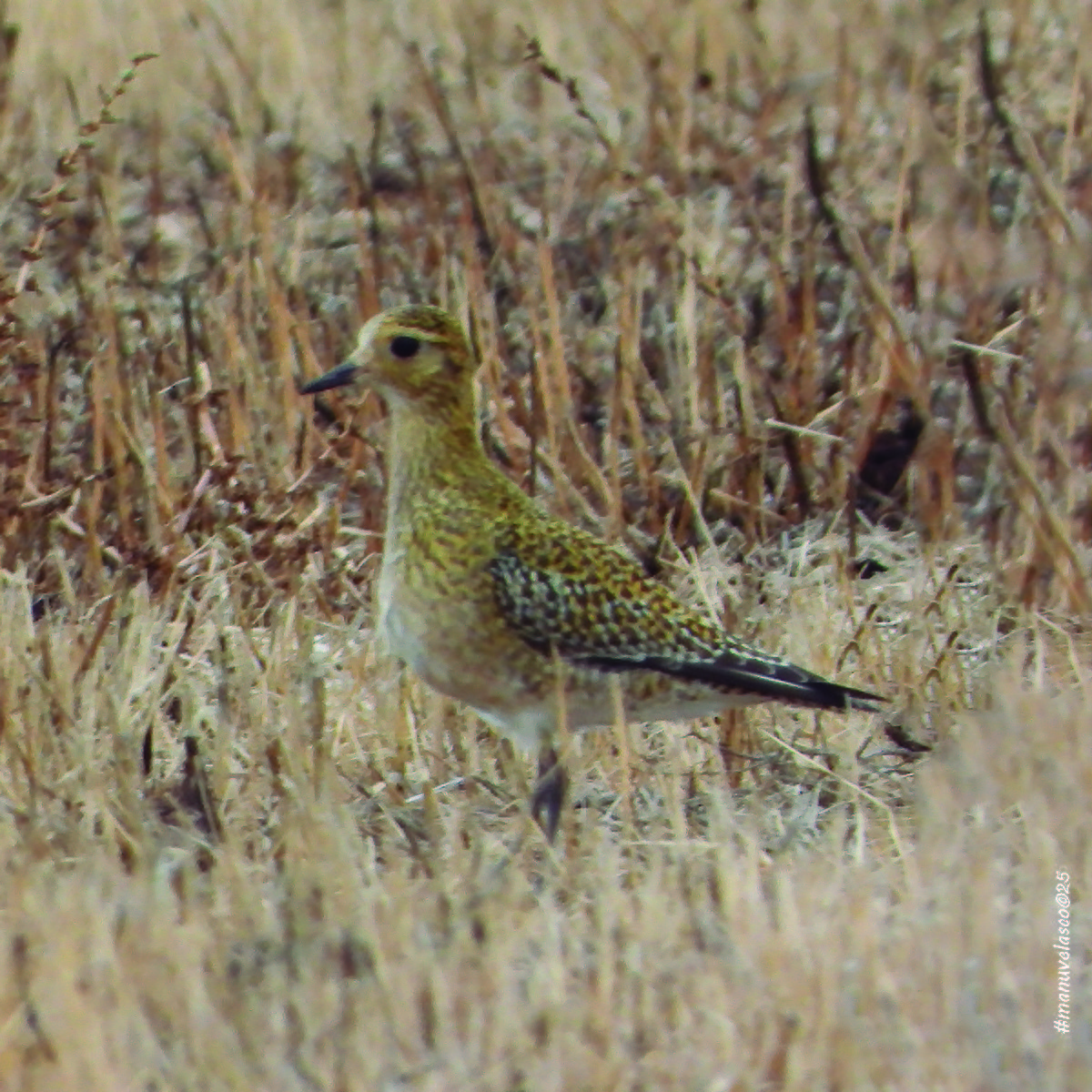 European Golden-Plover - ML644657013