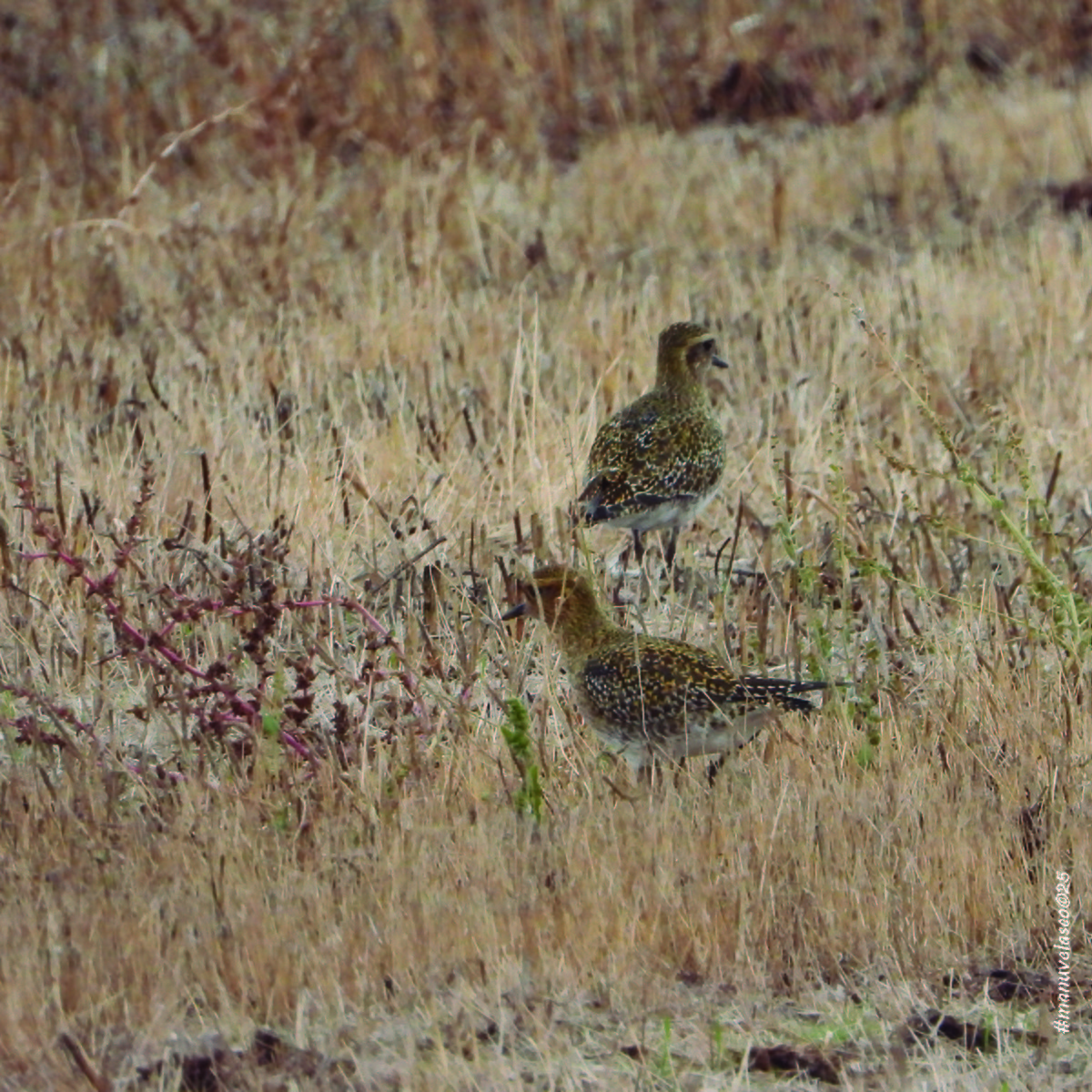European Golden-Plover - ML644657014