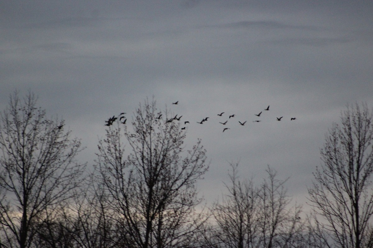 Kanadagans - ML644657021