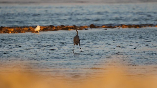 アフリカクロサギ - ML644657022