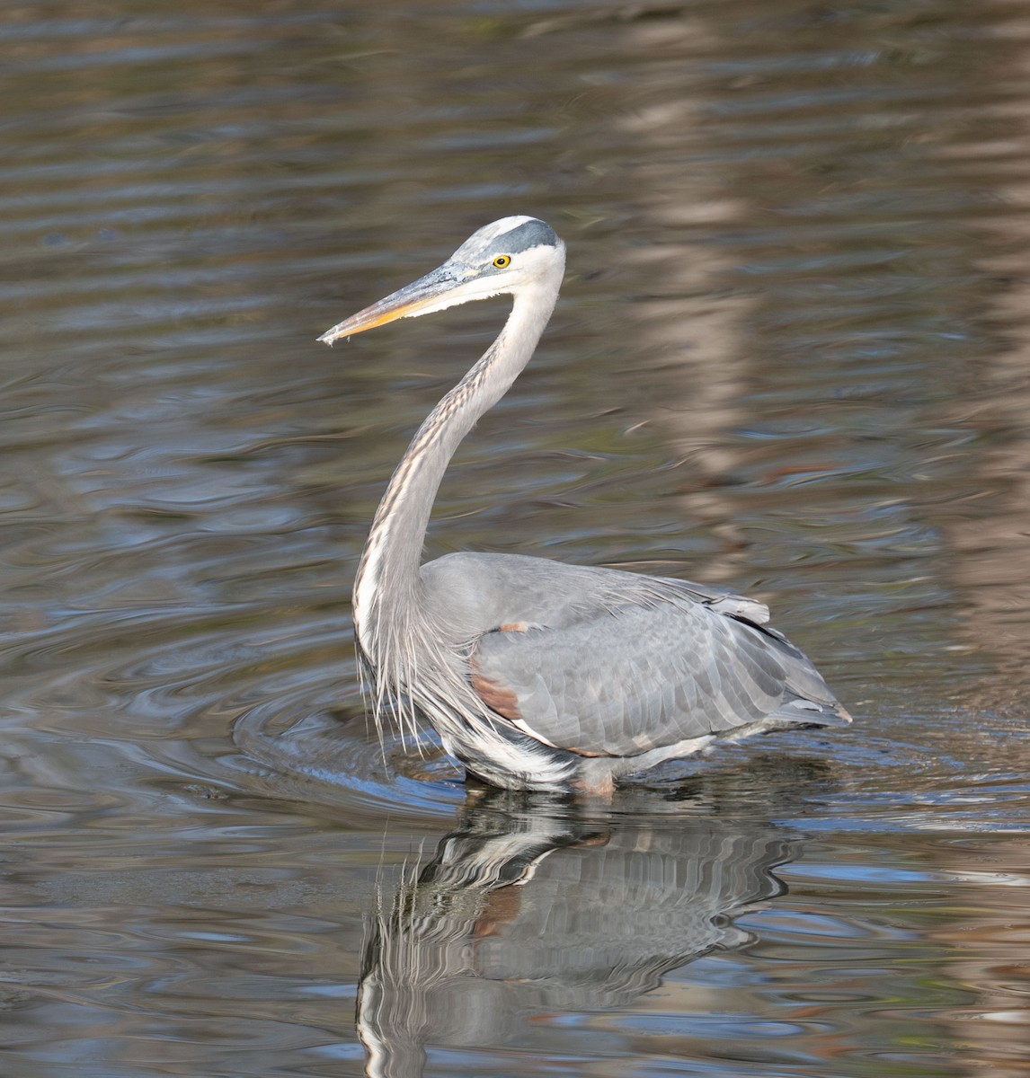 Great Blue Heron - ML644657030