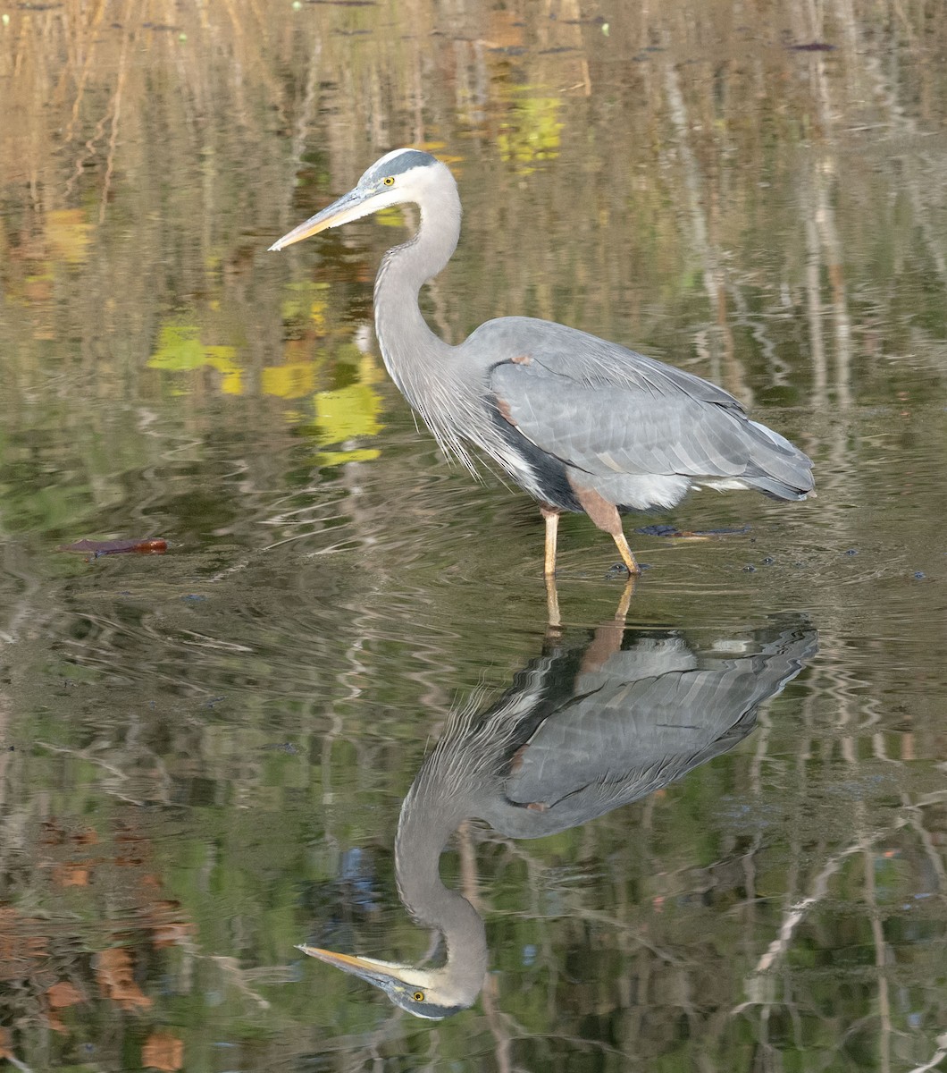 Great Blue Heron - ML644657031
