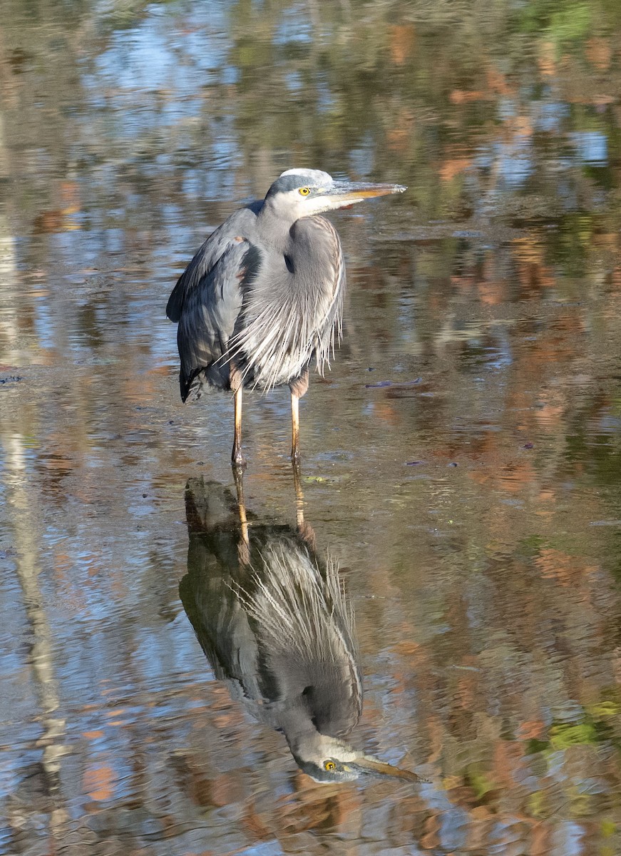 Great Blue Heron - ML644657032