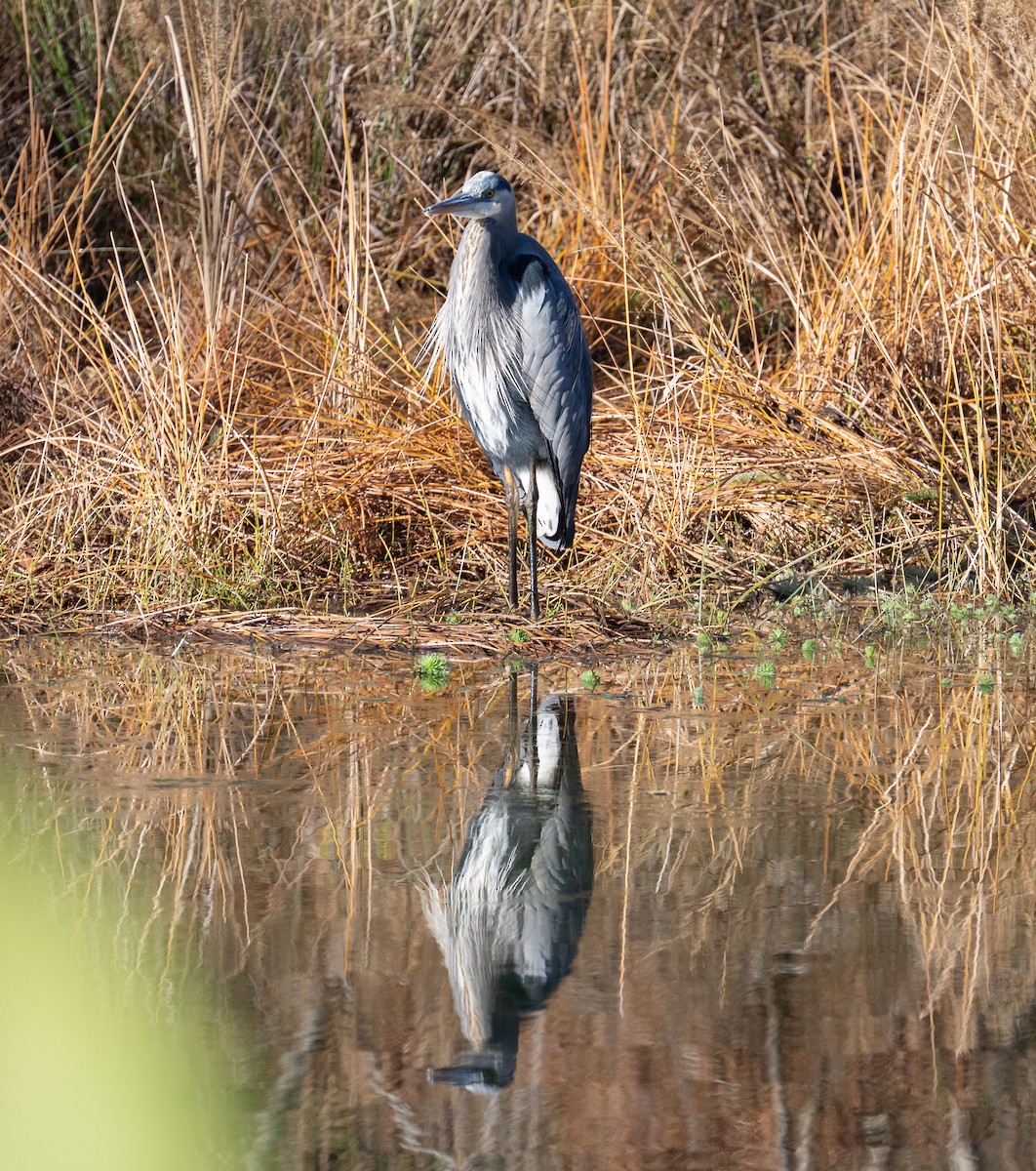 Great Blue Heron - ML644657033