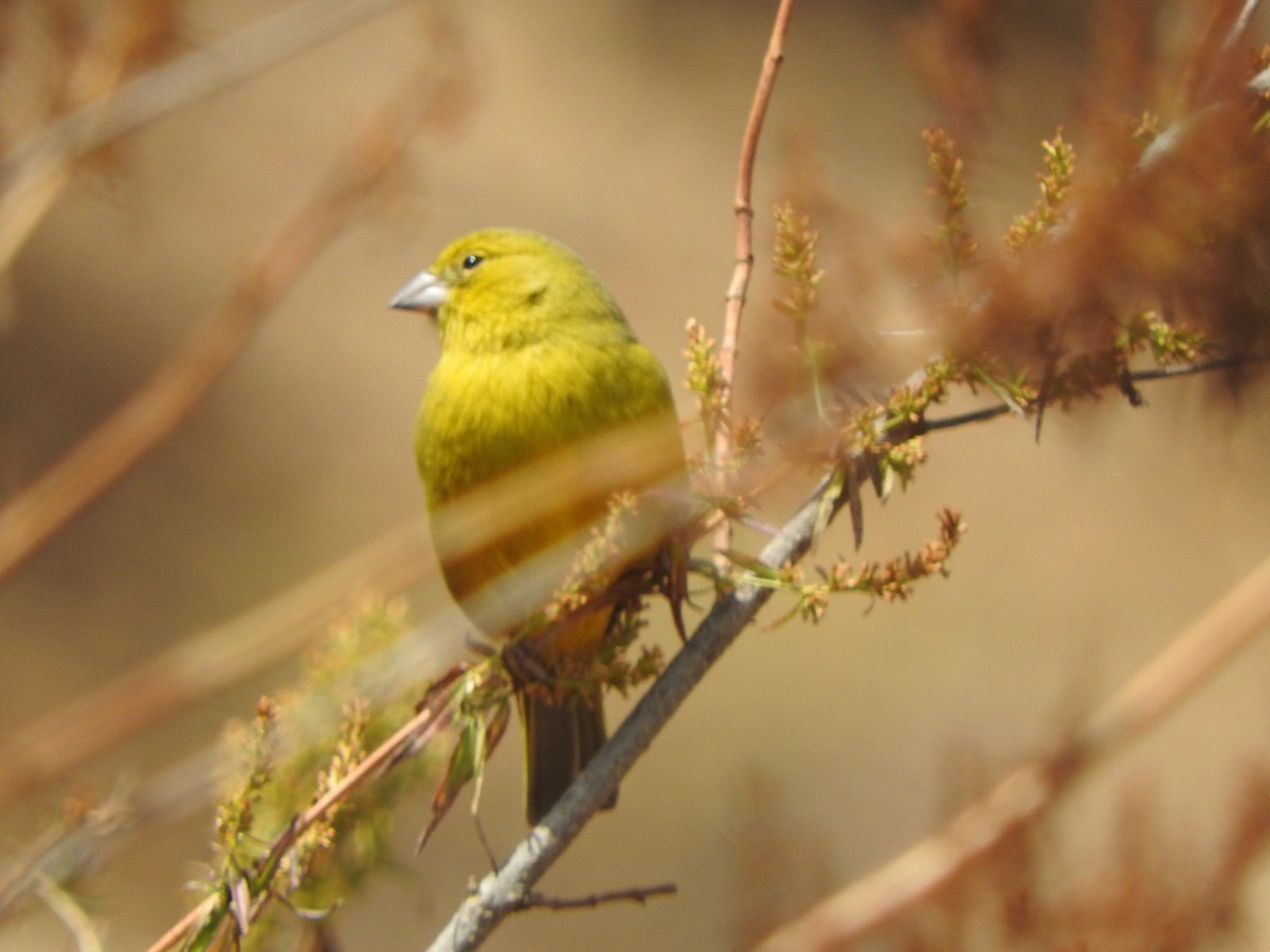 Greenish Yellow-Finch - ML644657035