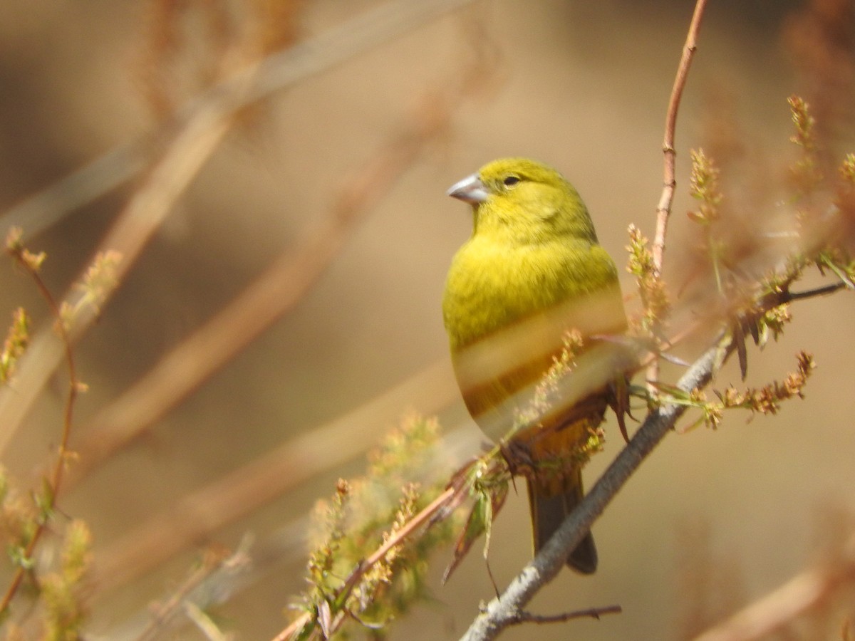 Greenish Yellow-Finch - ML644657036