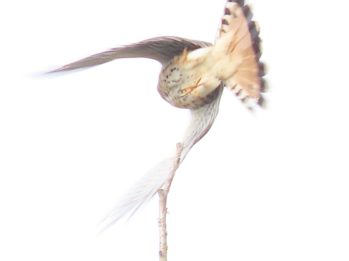American Kestrel - ML644657037