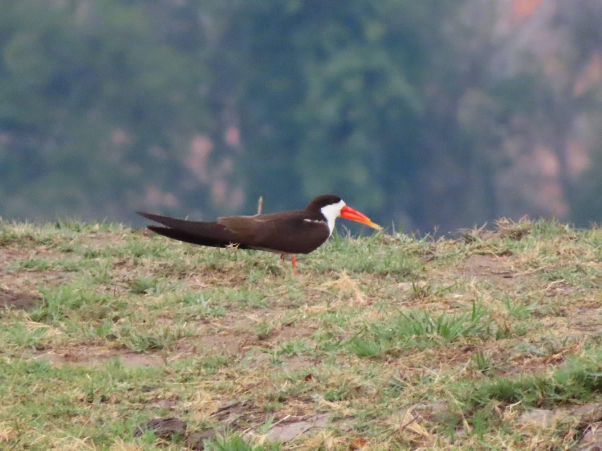 African Skimmer - ML644657042