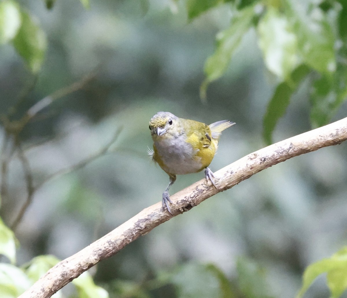 Chestnut-bellied Euphonia - ML644657053