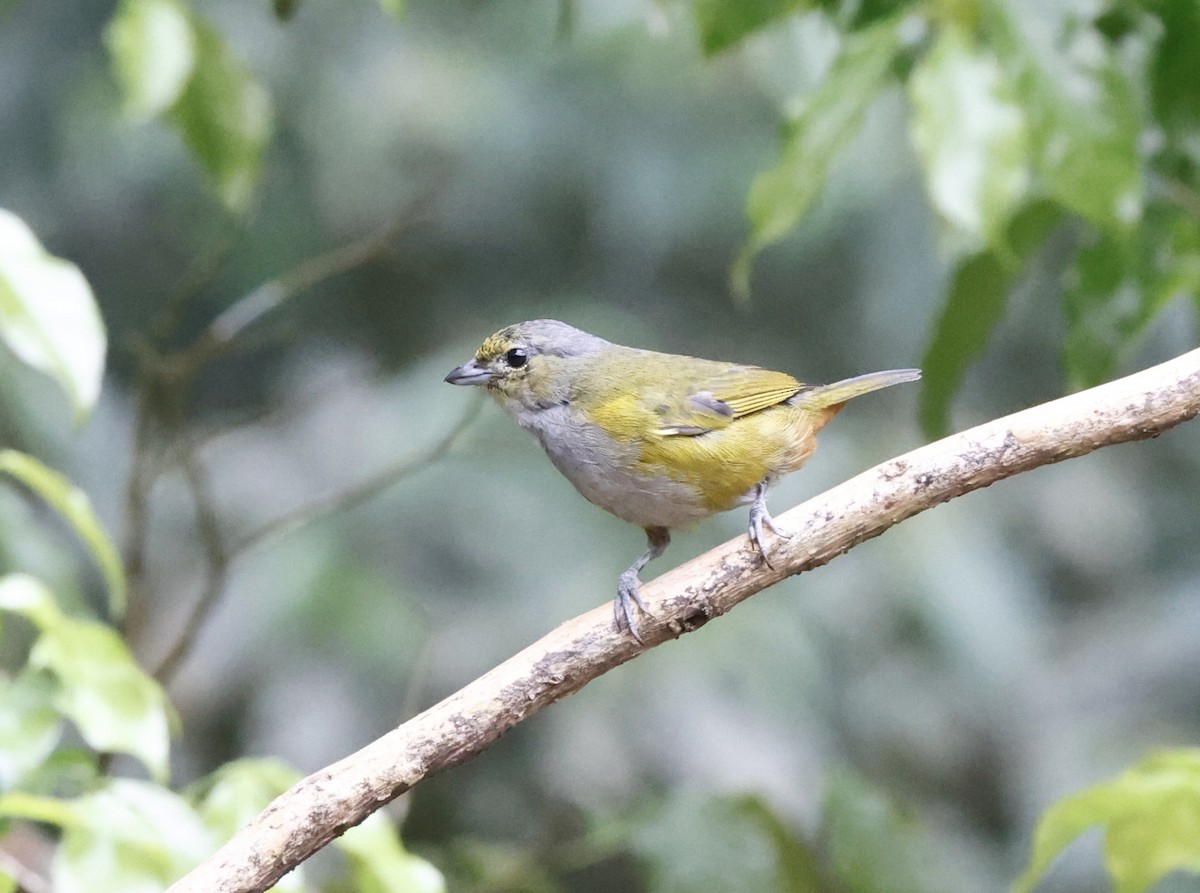 Chestnut-bellied Euphonia - ML644657054