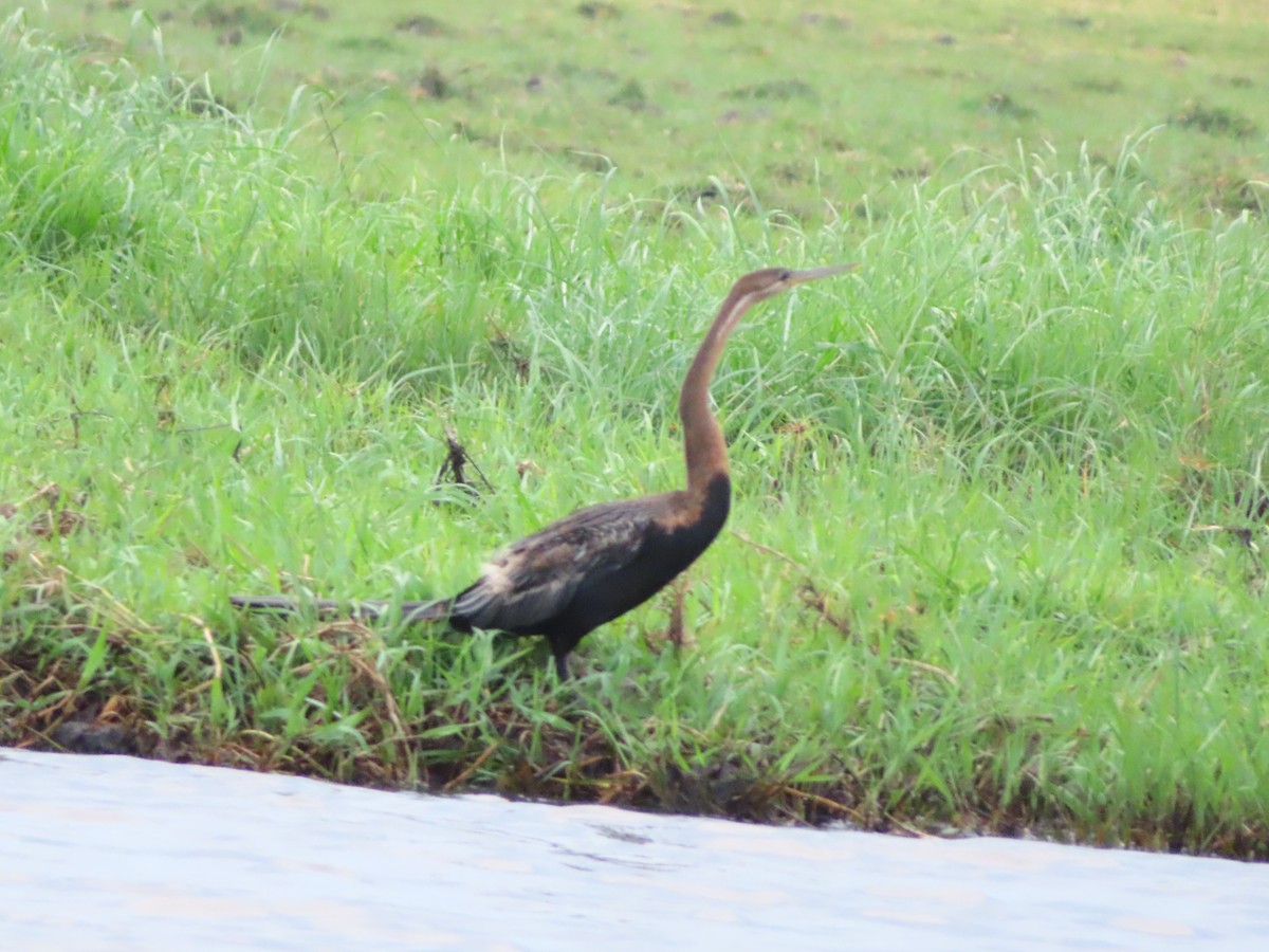 African Darter - ML644657058