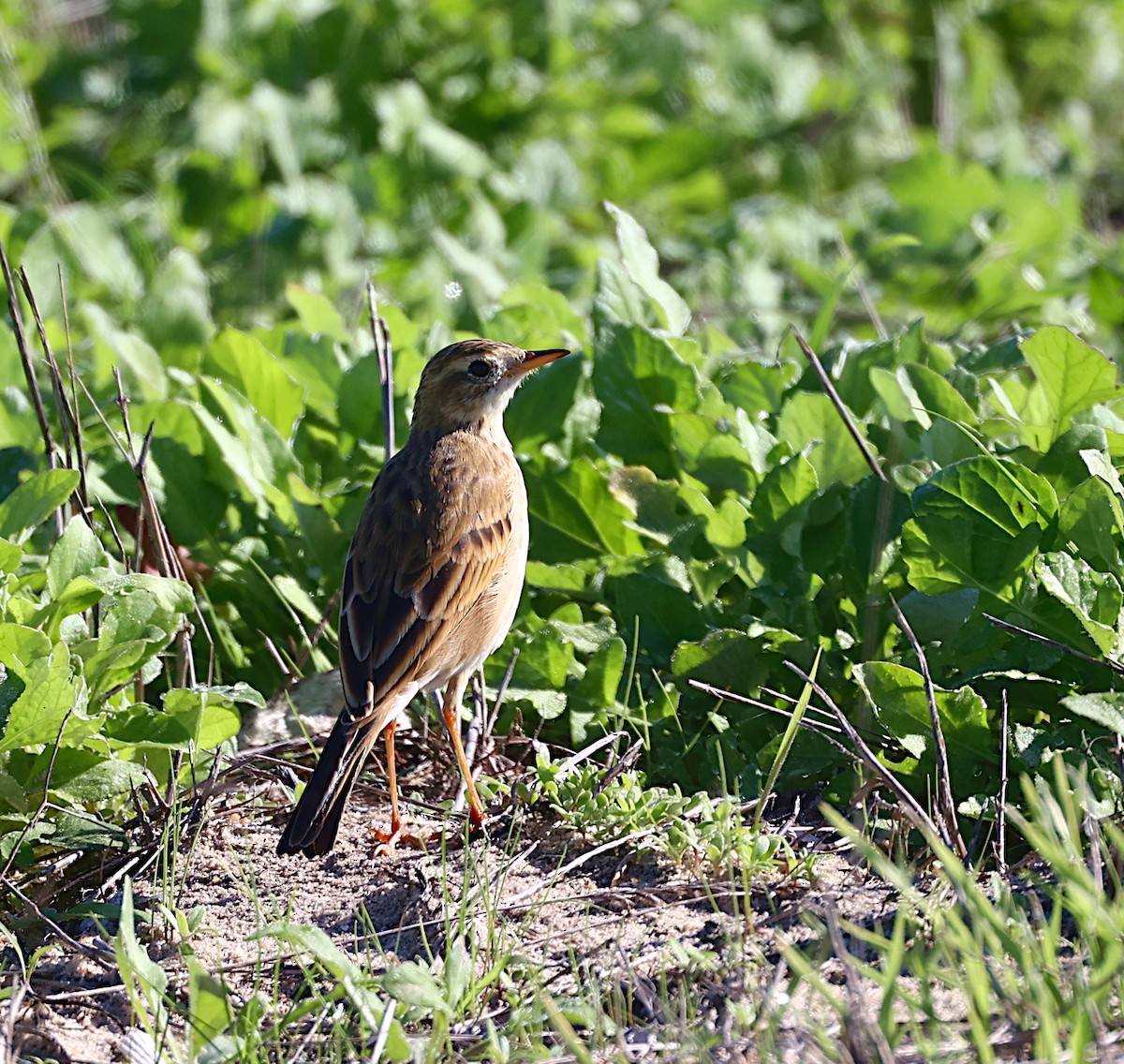 Степной конёк - ML644657062
