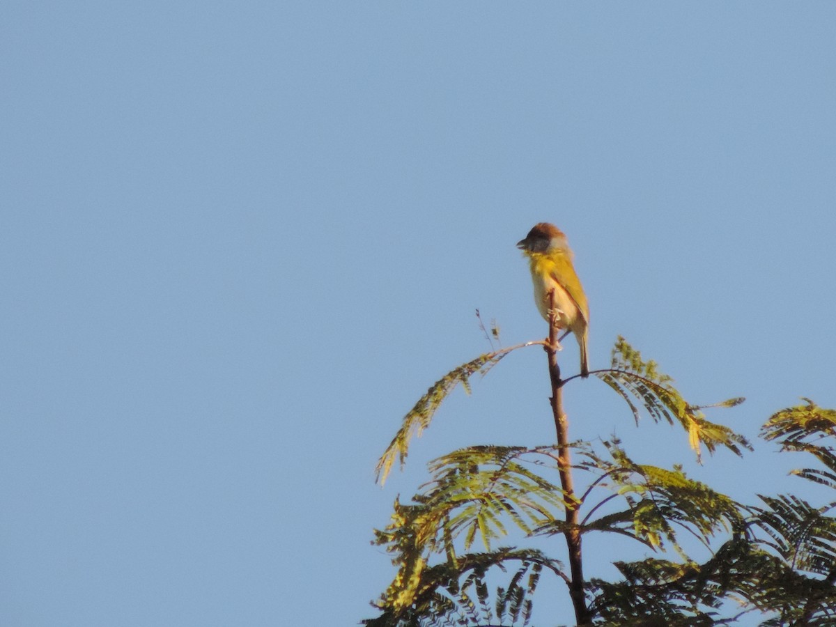 Rufous-browed Peppershrike - ML644657065