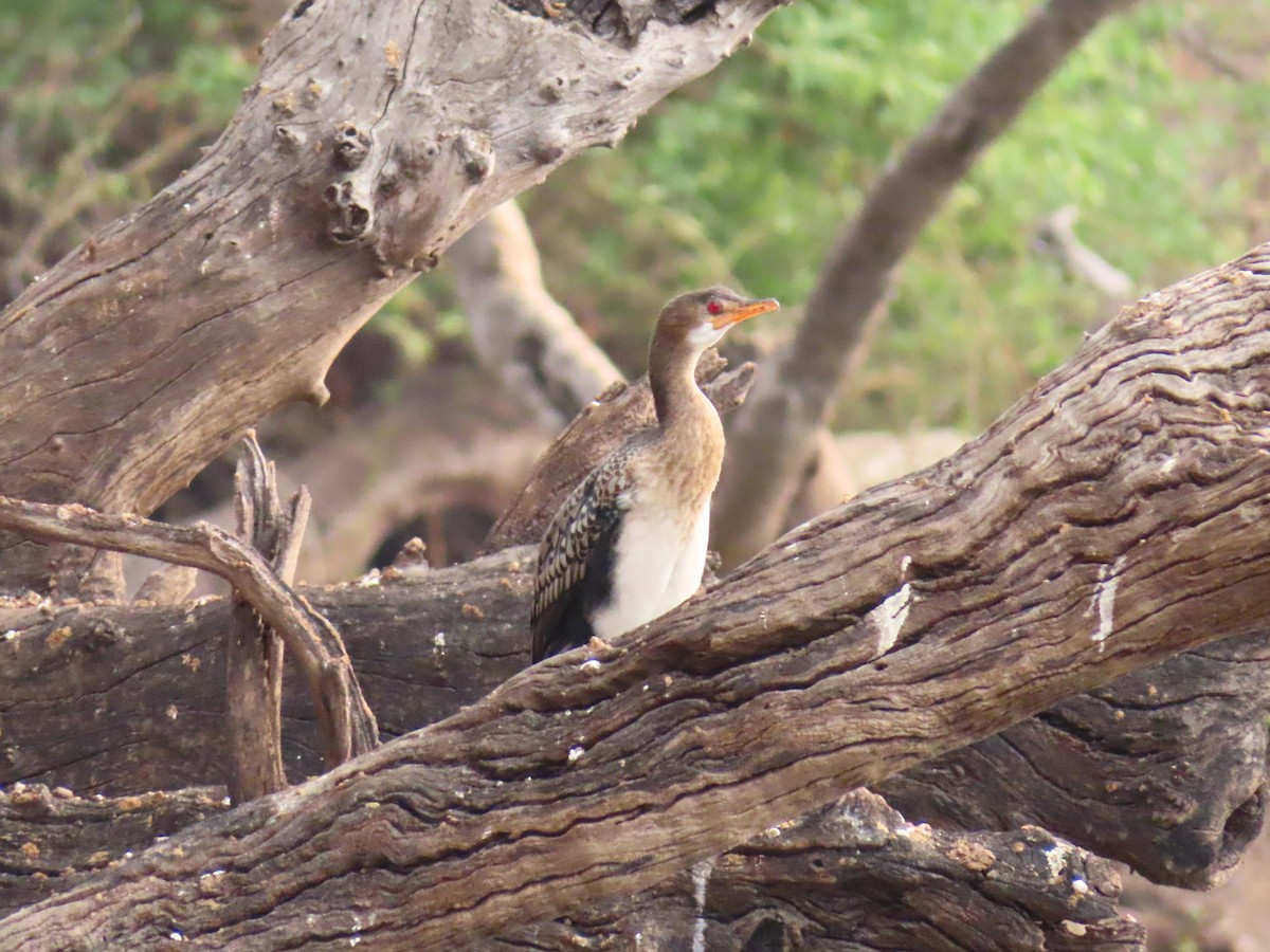Reed Cormorant - ML644657066