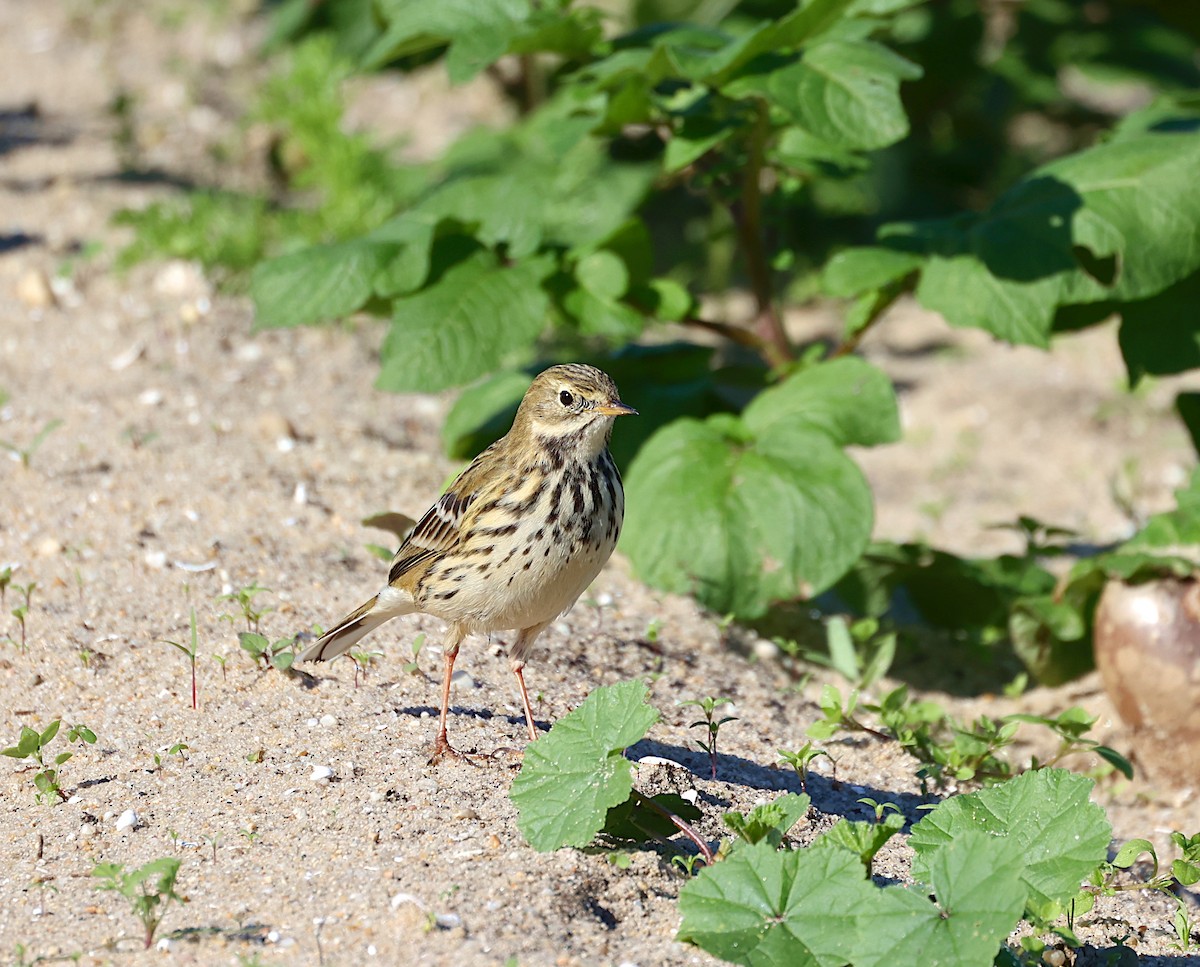 Negu-txirta - ML644657070