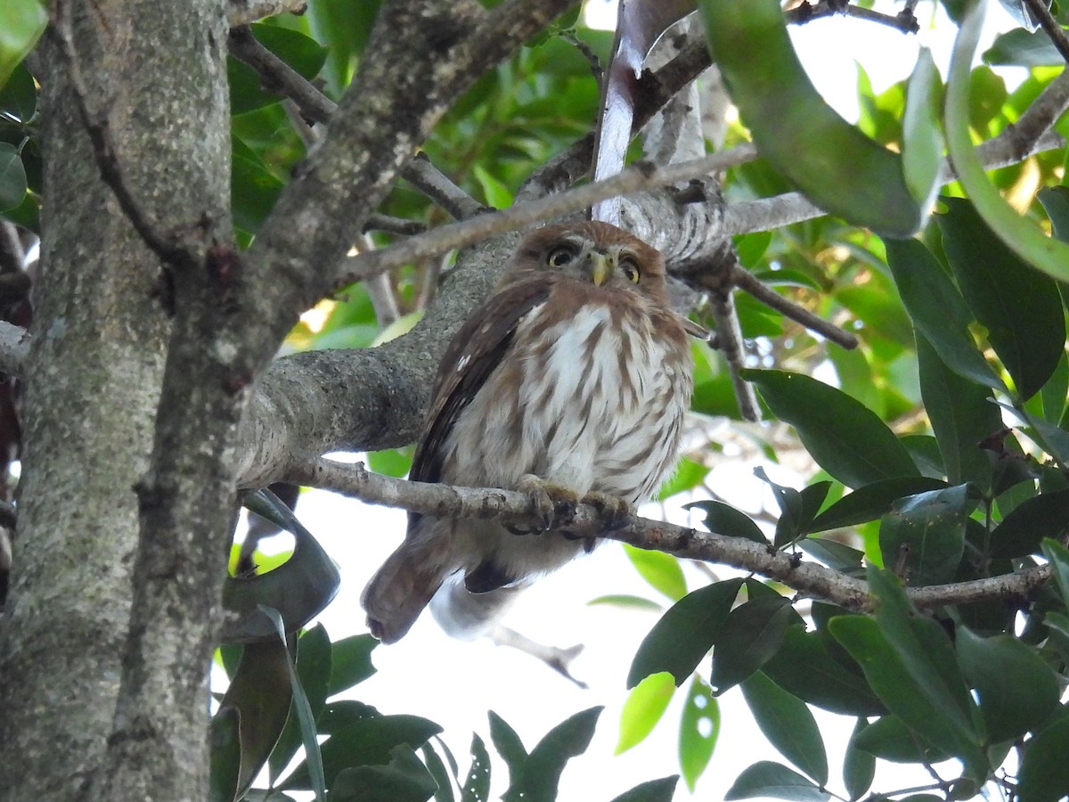 Ferruginous Pygmy-Owl - ML644657071