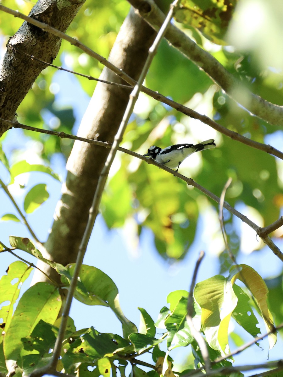White-naped Monarch - ML644657075