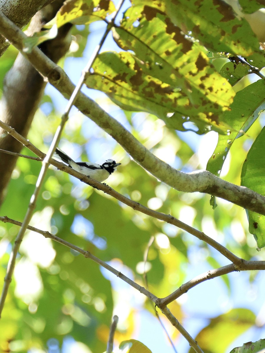 White-naped Monarch - ML644657076