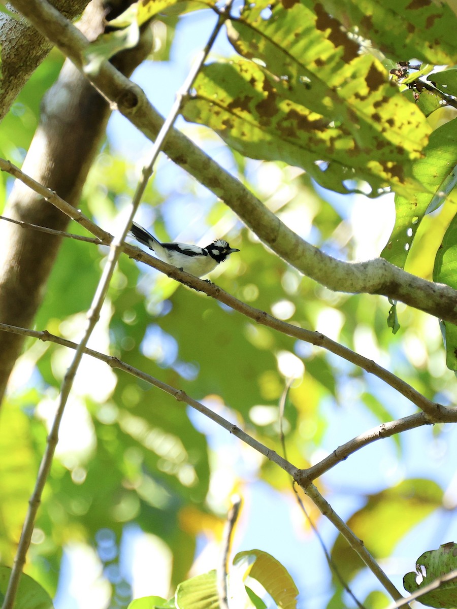 White-naped Monarch - ML644657077