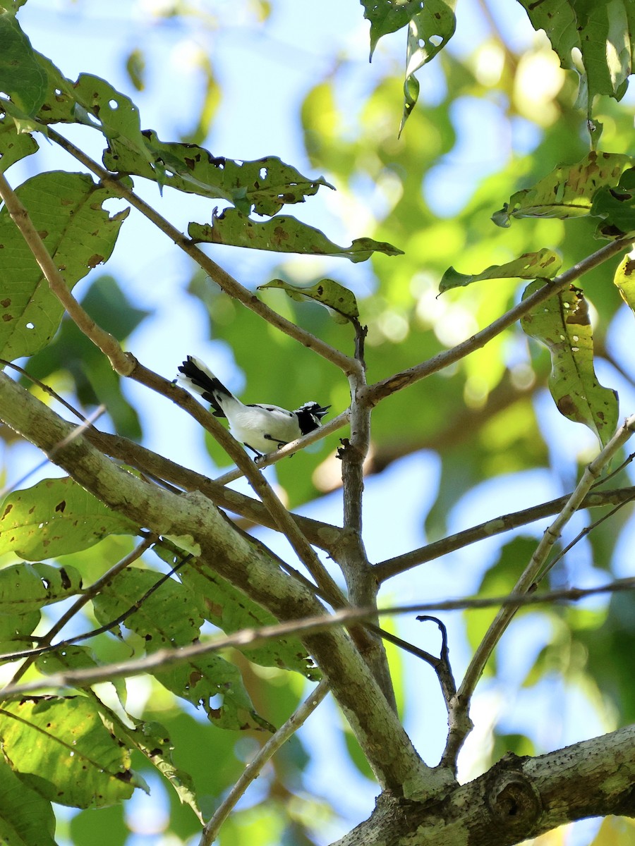 White-naped Monarch - ML644657078