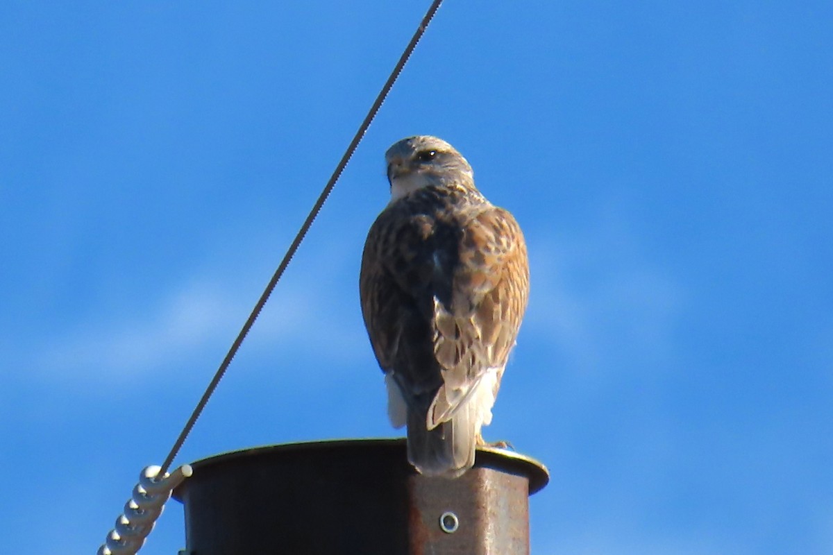 kongevåk - ML644657082