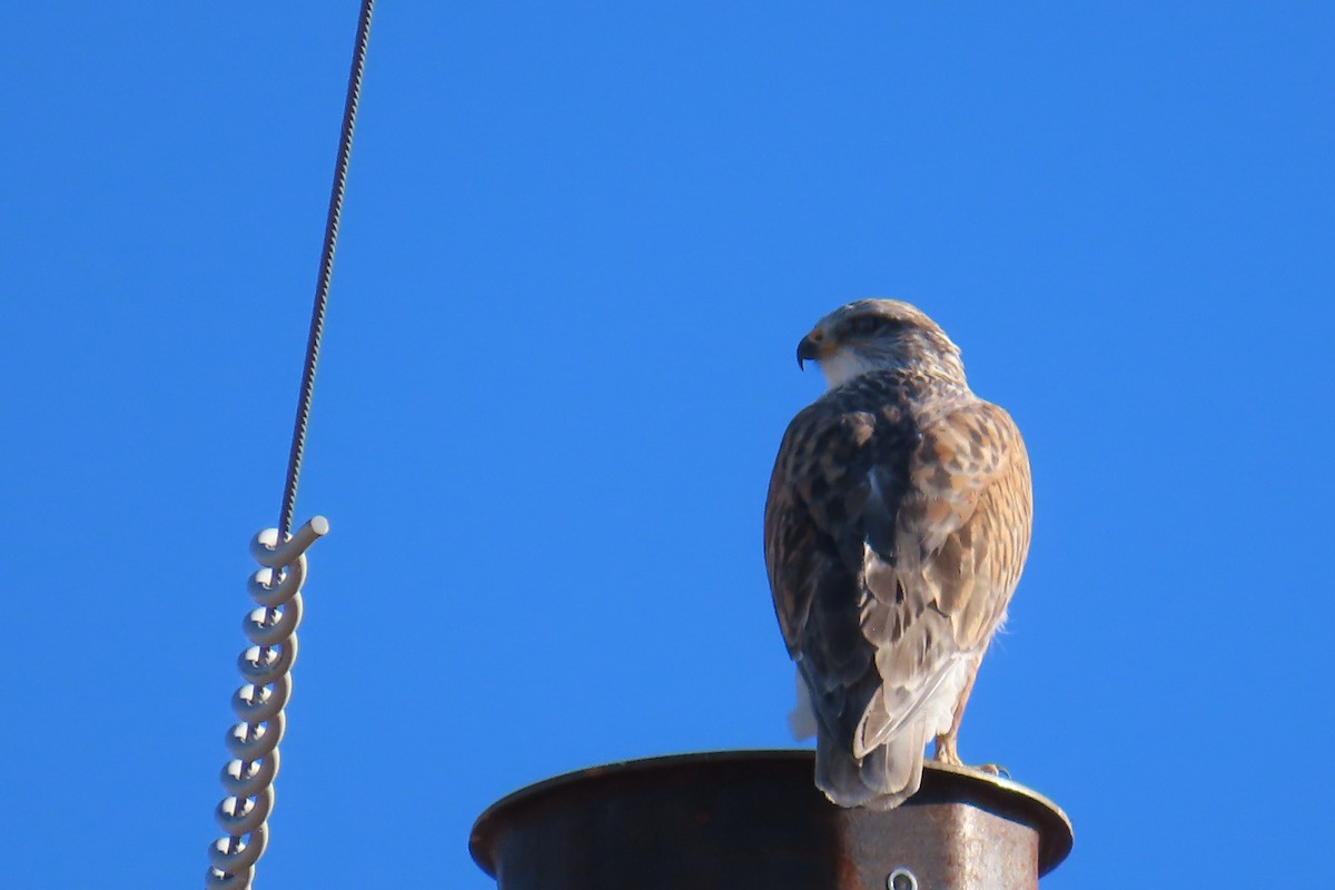 kongevåk - ML644657083