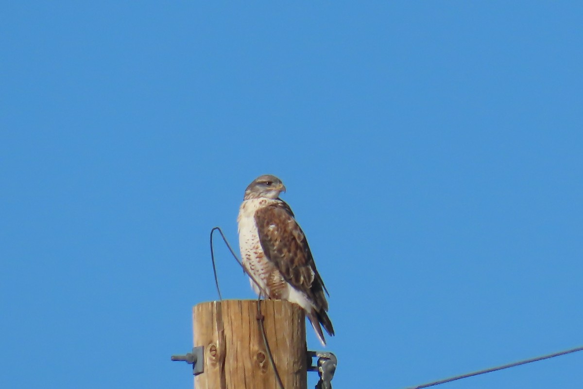 kongevåk - ML644657084