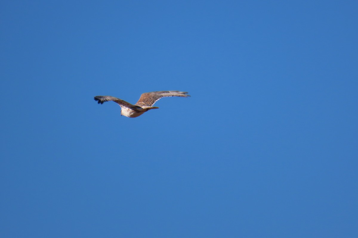 kongevåk - ML644657085