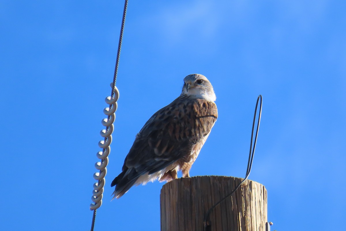 kongevåk - ML644657086