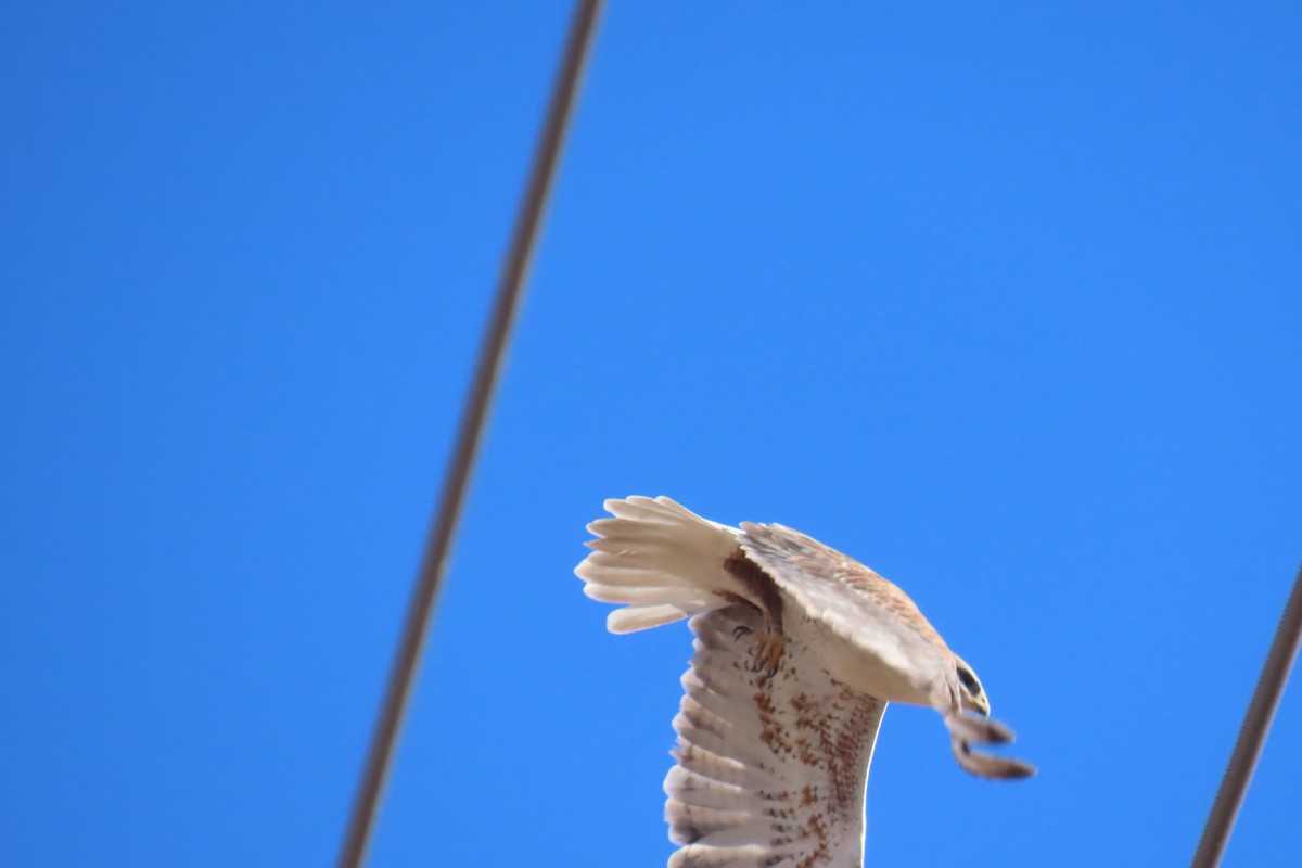 kongevåk - ML644657087