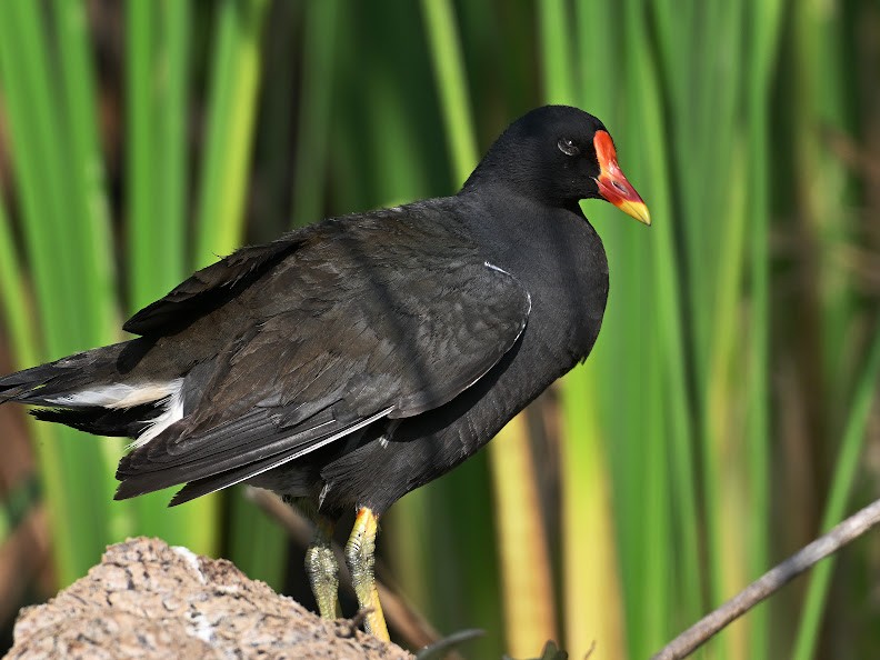 Eurasian Moorhen - ML644657089