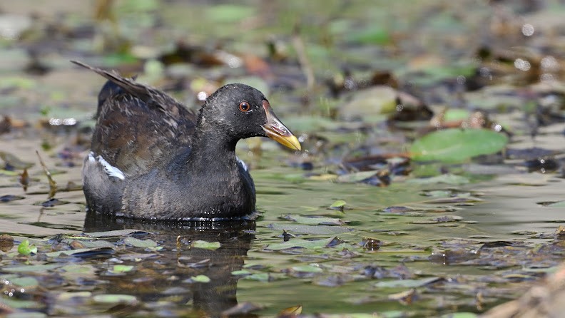 Eurasian Moorhen - ML644657094