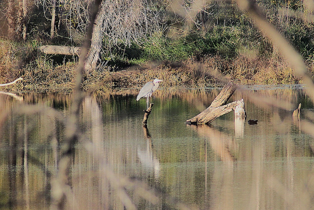 Great Blue Heron - ML644657095