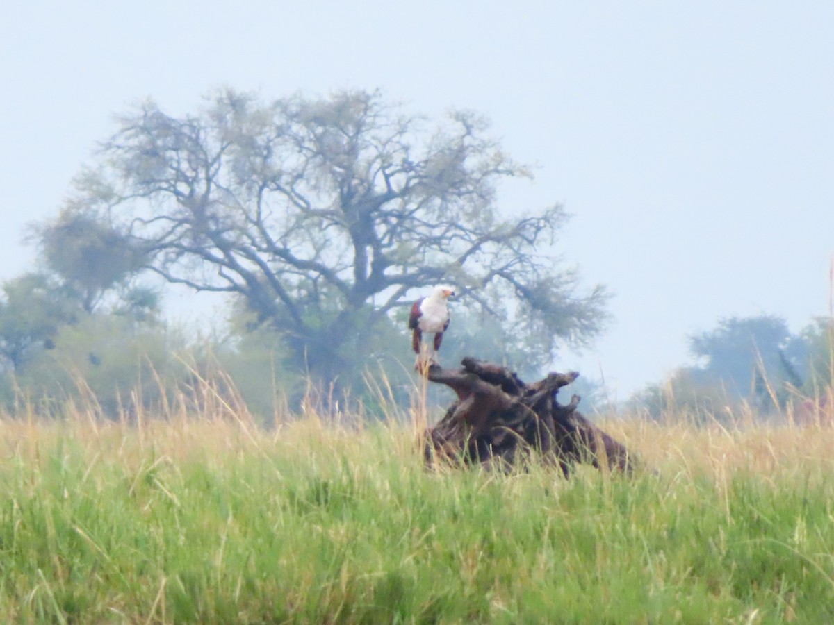 African Fish-Eagle - ML644657104