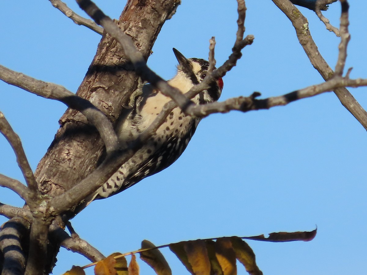 Nuttallspecht - ML644657113